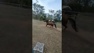 #showjumping #horse #equestrianjourney #showjumpers #horseenthusiast #equestrian#horsefan#horsetrack