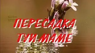 Пересадка Туи Маме