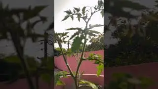 #photography #plant #iphone  like cmnt share subscribe