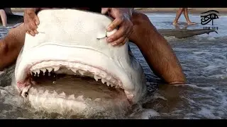 Tiger Shark brings a friend along! Doubled up with Prodigy Fishing!