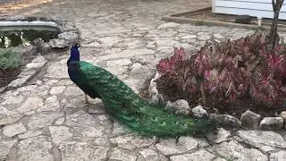 Mayfield Park Peacocks | Austin, TX