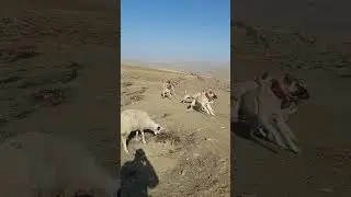 Sese odaklı