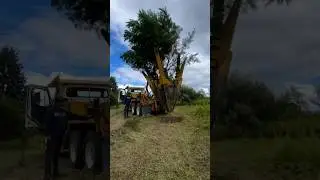 tree Spade #machinery #tree #trending