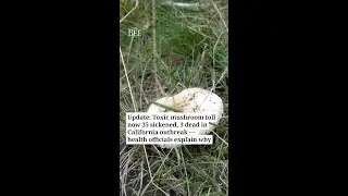 Toxic mushrooms sicken 35, kill 3 in California outbreak. &lsquo;This hasn&rsquo;t stopped&rsquo;