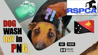 WE EXPLORE Port Moresby - RSPCA MONTHLY DOG DIP! [4K]