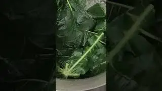 Papaya leaf  for hair growth water