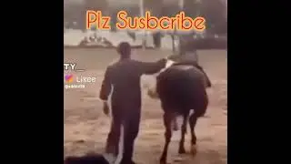 Dancing Horse|Man|Hor karo Pangay|#funny #shorts #wow #subscribe #trending