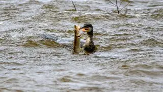 Большие бакланы. Phalacrocorax carbo.Птицы Беларуси.