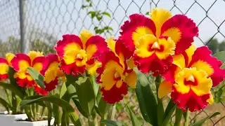 promo anggrek cattleya thailand bunga super wangi admin: 0896 0822 6744