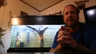 Cycle an aquarium in 2 weeks with Seachem Stability