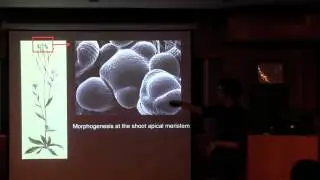 How do plants read their own shape?