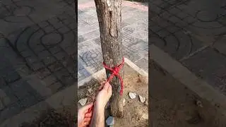 Best Knot for Trees! #KnotTying #SurvivalSkills #TreeKnot #BushcraftBasics #RopeSkills #OutdoorTips