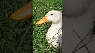 Duck relaxing in the sun 🌞 #shorts #sun #cute #duck