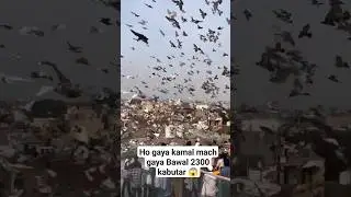 Ye he Delhi ki kabootar bazi ustad abba sharik khalifa faisal 2300 #pigeon #kabutar #shortvideo