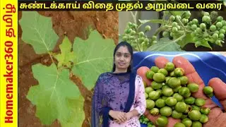 சுண்டக்காய் செடி விதை முதல் அறுவடை வரை  | Sundakkai Chedi Valarpu | Turkey Berry Growing