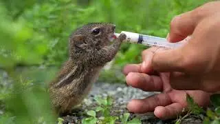 Feeding a Rescue Chipmunk &ndash; The Cutest Thing You'll See Today!