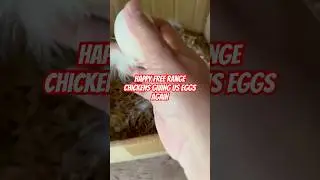 Free eggs from our free range chickens  🐓 #freeeggs #freerangechickens #hawaii