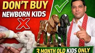 Goat Kids Buying Guide | Before Buying Goat Kids &ndash; 5 Things Every Smart Buyer Must Know |