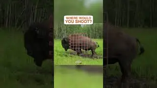 Big Bison at 30 Yards, what's your spot? #hunting #questions #bison #buffalo