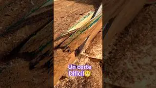 Corte de limpieza😬 #woodworking #wood #stihl #woodwork #asmr