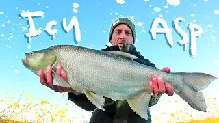 Fishing for ASP in the depths of WINTER