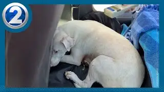 Oahu woman rescues and adopts stray dog