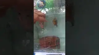 Flowerhorn breeding (3hrs of direct pairing) outdoor breeding