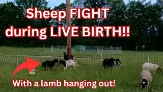Lean Grazing lamb on pasture no handling equipment