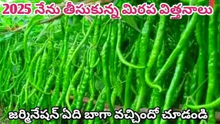 2025 లో నేను తీసుకున్న #మిరప విత్తనాలు #top #chilli seeds in 2025 #అదిక దిగుబడి ఇచ్చే మిరప విత్తనాలు