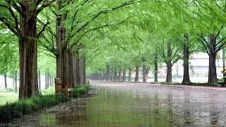 Beautiful Path to Walk Listening to Rain Sounds - HealingCompass Rain ASMR, Meditation, Relaxation