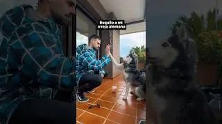 Esquilo a mi oveja alemana 🐑🇩🇪