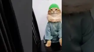 Muslim cat meme #muslim #cat #meme # tob tobi tob