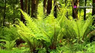 How plants make there food All explained in this vedio @educational vedio for every one