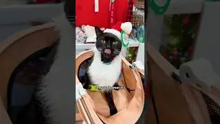 Я взяла своего кота в магазин, чтобы примерить праздничные наряды 😻 #кот #праздник #рождество #ко...