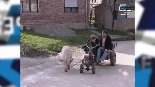 Mi&scaron;a nerast iz Čerevića - zgode jednog brava