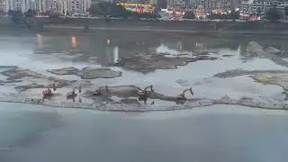 Hahaha,diggers get off work in a line