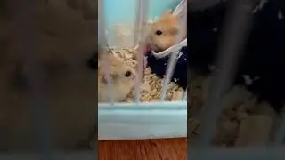 Dding! My wife!I heard they made it themselves not from suppliers!It tastes so good!right?#hamsters
