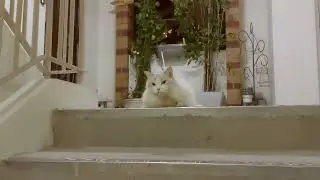 Cat blocking my way