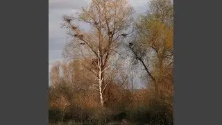 Blank Light