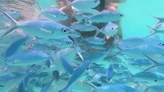 Our holiday in Thoddoo, Maldives.  Picnic island trip, Rasdhoo - Madivaru