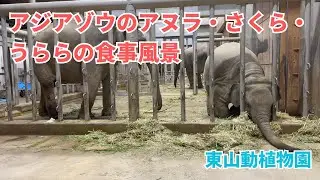 【東山動植物園】アジアゾウ3頭の食事風景｜アヌラ・さくら・うらら
