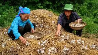 Harvesting straw mushrooms after the rain, Grandma shared the old-fashioned way of cooking them.