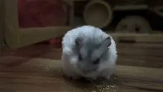 Hamster 🐹🐹🐹🤤