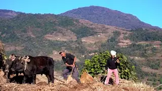 jungle man's farming in rural Nepal @junglefamilycooking