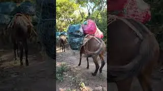 Parte 18. Así bajan la basura de Eramon.(A caballo).