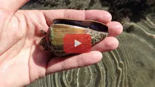 Conus frigidus - Frigid Cone