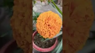 beautiful flowers of my garden#ytshorts #gardening #shorts #nature #flowerplant #viralshort#garden