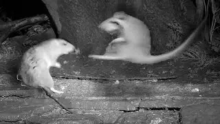 Fighting Rat Delivers Karate Kicks 🐀🐱&zwj;👤👊