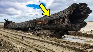 Scientists Found 42000 Year-Old Giant Ancient Tree That Holds A Secret About Earth's History