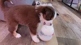Kona red tri Mini Aussie puppy &hearts;️